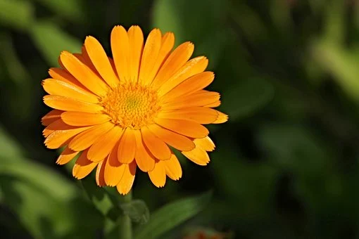 Pelargonie: wszechstronne kwiaty, które sprawdzą się zarówno w domu, jak i w ogrodzie