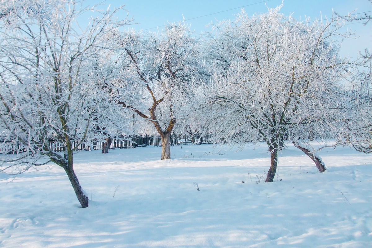 Drzewka owocowe – jak chronić je przed srogą zimą?